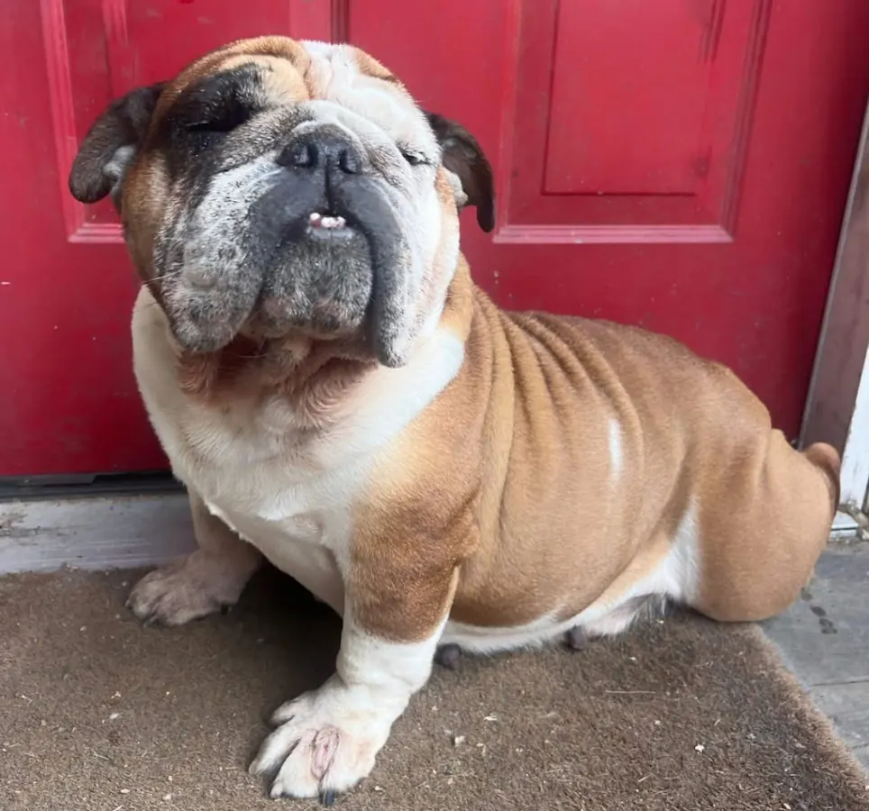 Babs, an English Bulldog, sitting in front of a red front door