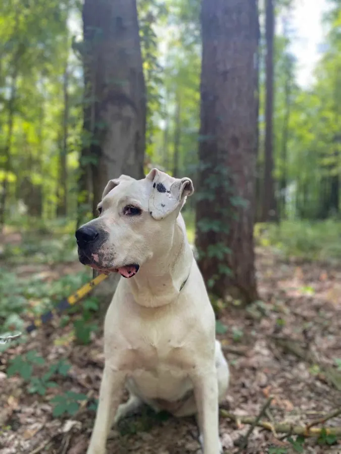 Bea, a white Dogo Argentino, sitting in the woods