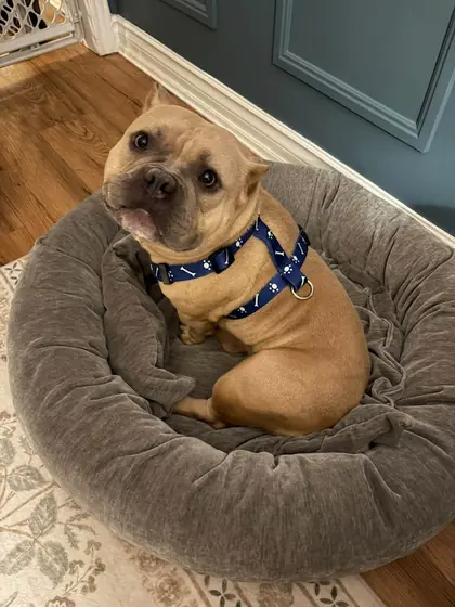 Gemma, a fawn American Bulldog, curled in a round dog bed