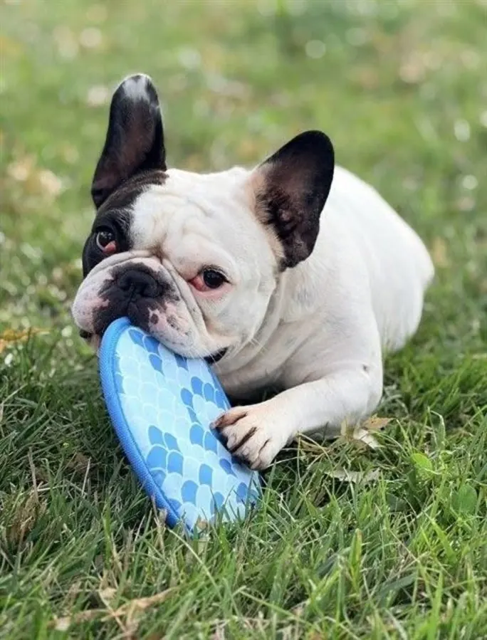 Mathilda, a French Bulldog, chewing a blue frisbee on the grass
