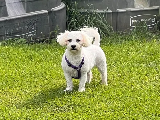 Parker, a small white Bichon, standing on a lawn